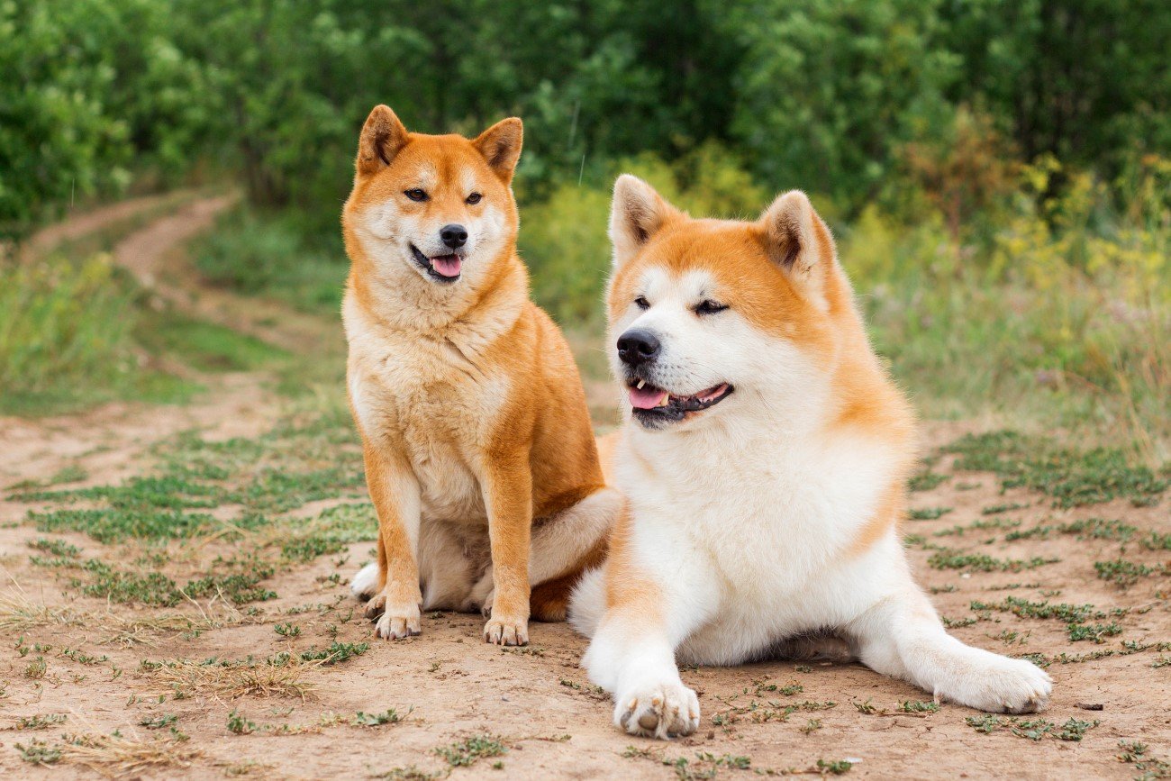 Akita i shiba inu – dwie najpopularniejsze japońskie rasy psów