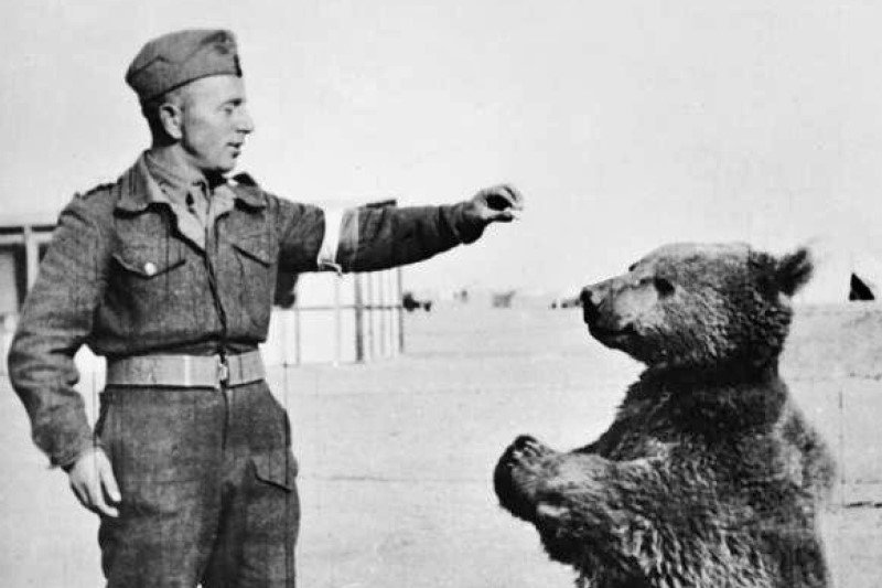 Niedźwiedź Wojtek - jeden z najbardziej znanych polskich żołnierzy