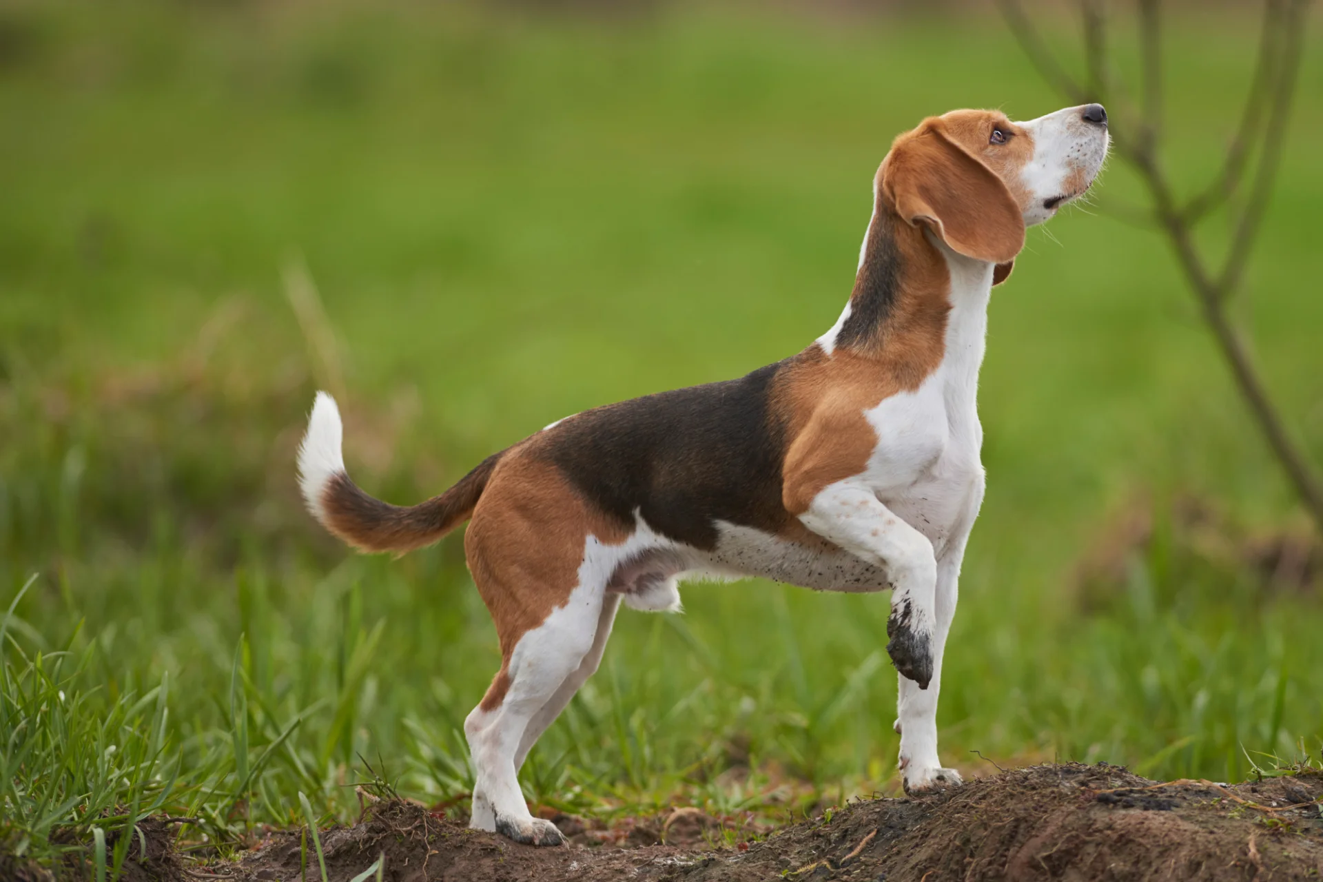 Beagle mają krótką, gęstą sierść Beagle na trawie