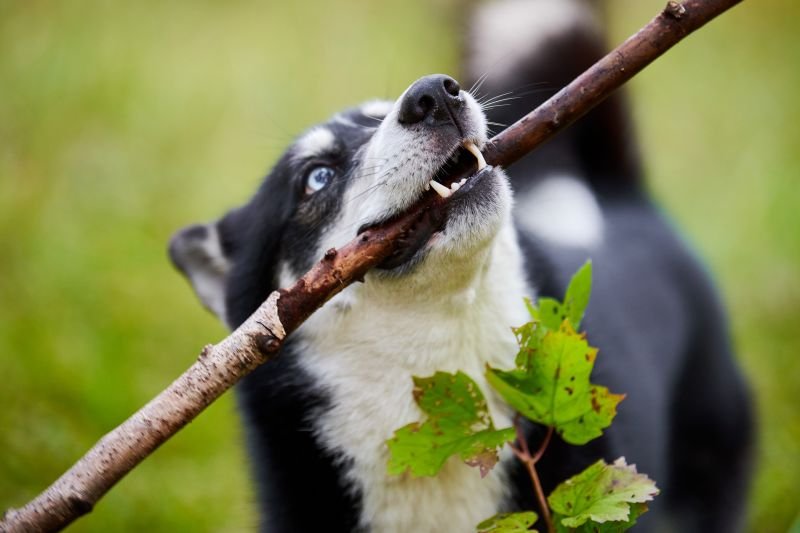 Czy psy mogą bawić się patykami? Okazuje się, że nie