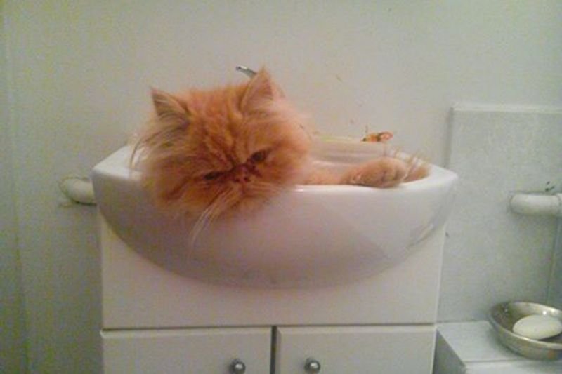 Zibi, kot do którego piszą ludzie