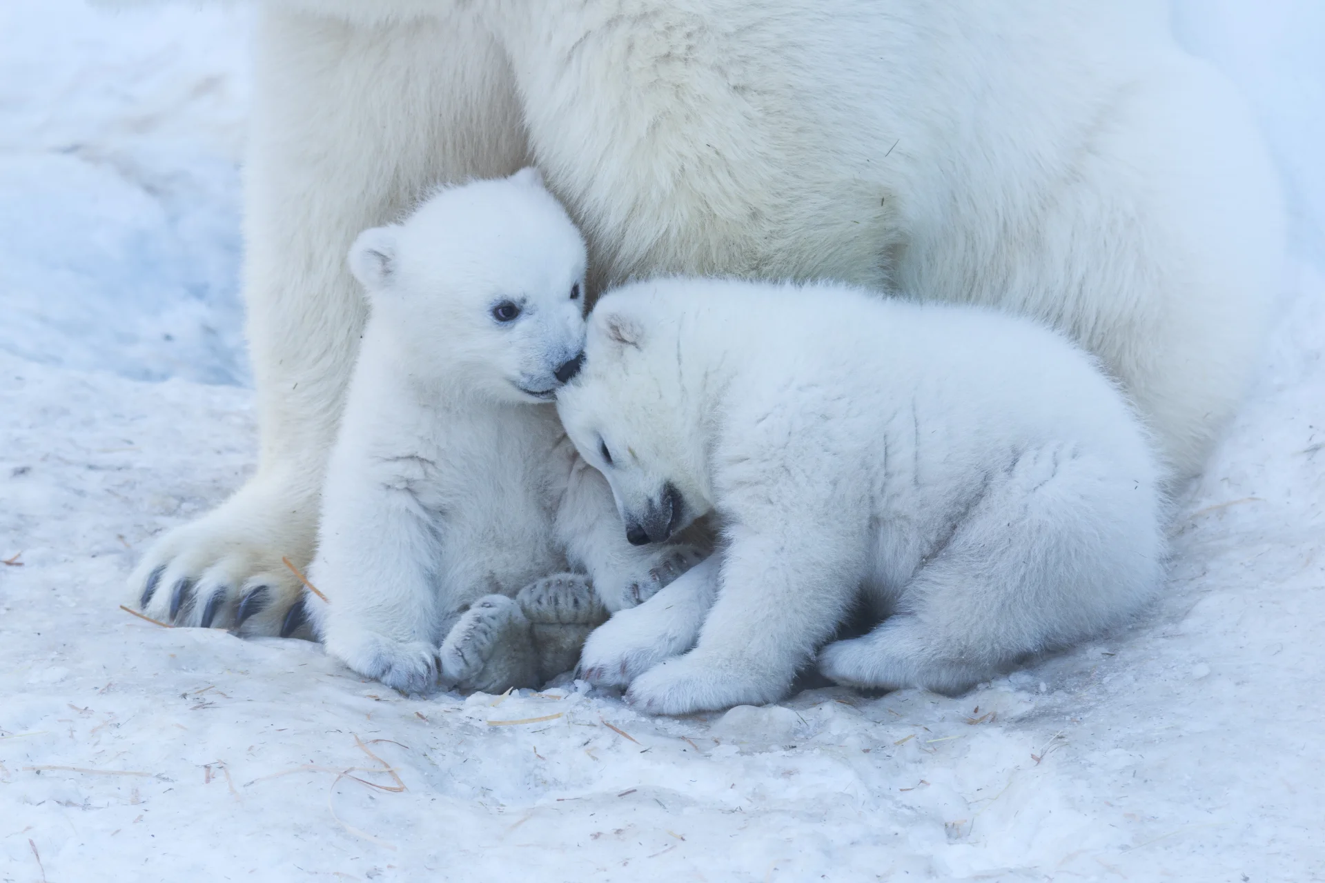 Małe niedźwiedzie polarne