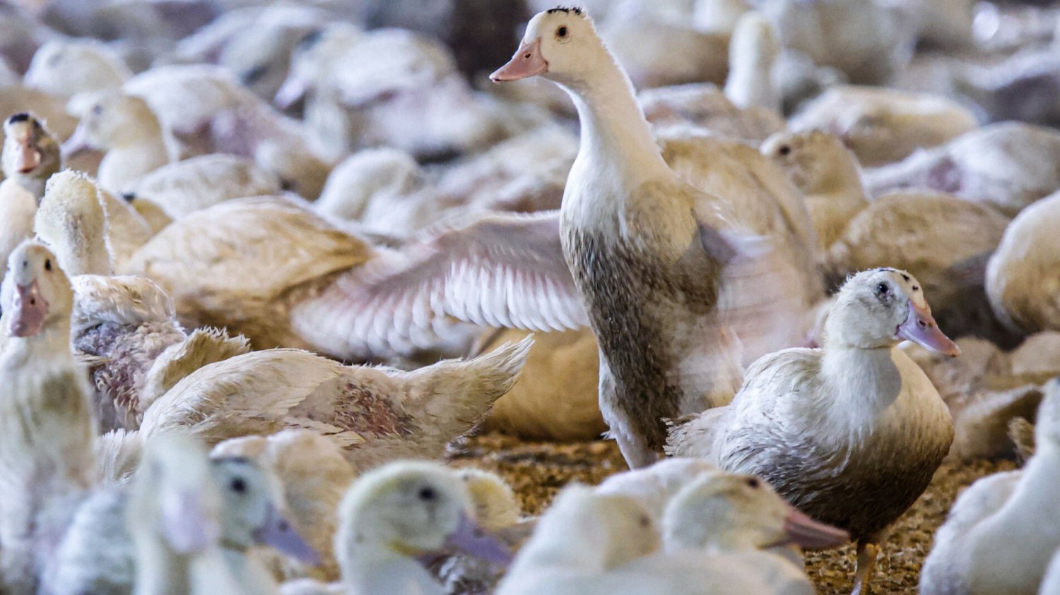 Ferma kaczek produkująca foie gras