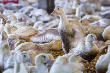 Ferma kaczek produkująca foie gras