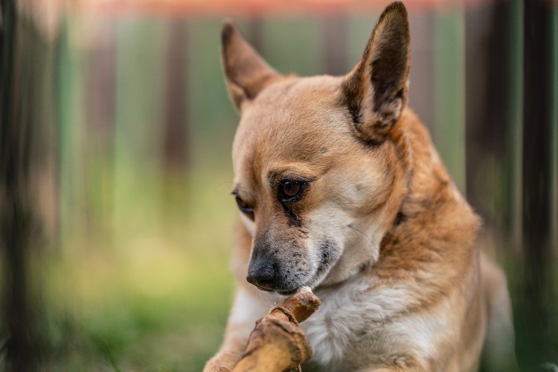 Obrobione termicznie kości są dla psów śmiertelnie niebezpieczne