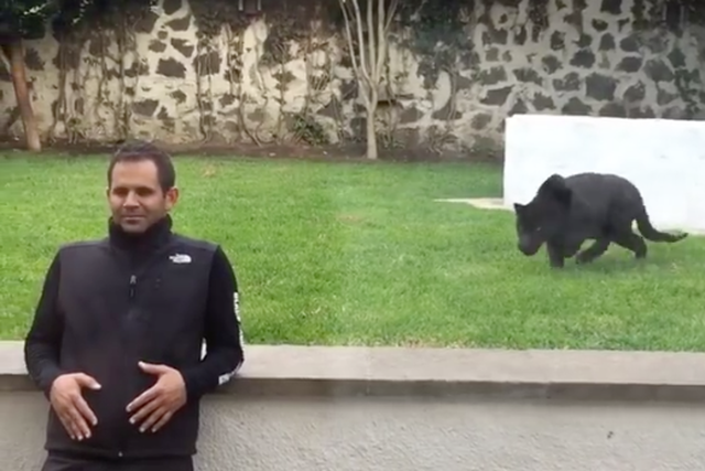 "Atak" pantery niesie się w sieci.