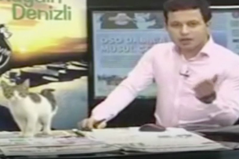 Wejście... kota! Niezwykły gość odwiedził studio pewnej stacji telewizyjnej. Kamery nie speszyły go ani trochę