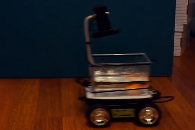 Samochodem dla ryb Studia Diip jeździ Little Dory