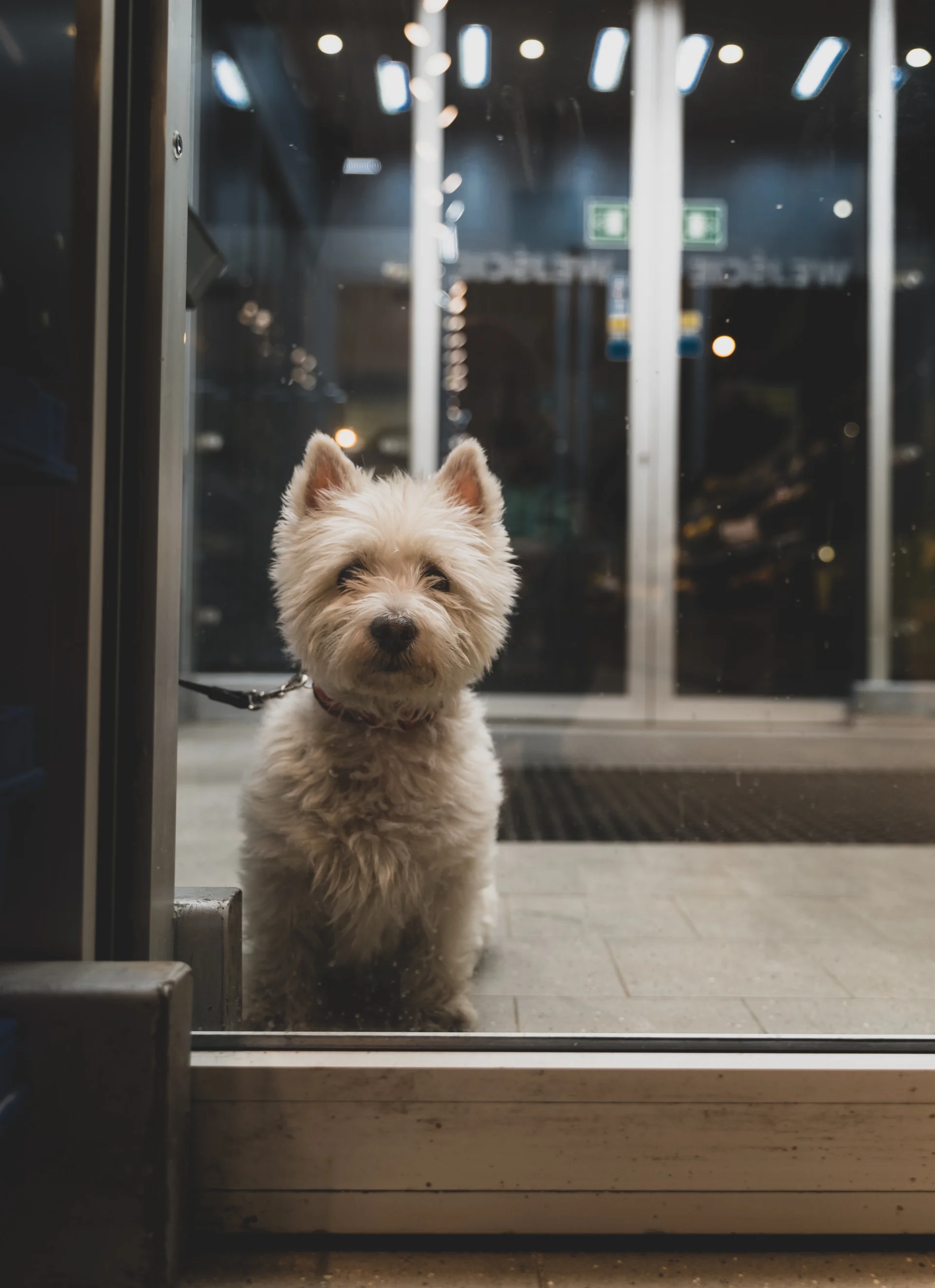 West Highland White Terrier