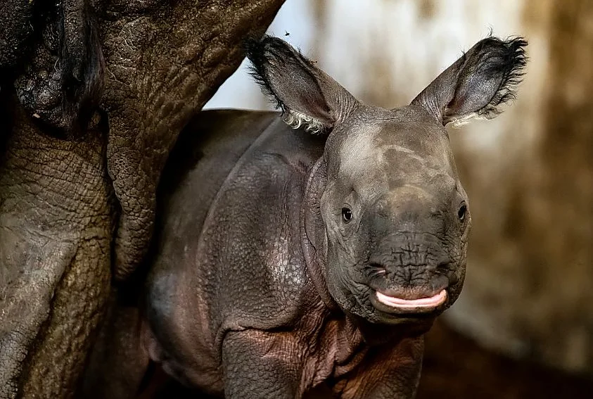 Nosorożec urodził się we wrocławskim ZOO. Sensacyjne narodziny [FOTOGRAFIE]