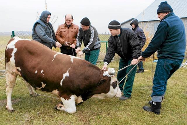 Podlascy Tatarzy przygotowują się do uboju rytualnego byka