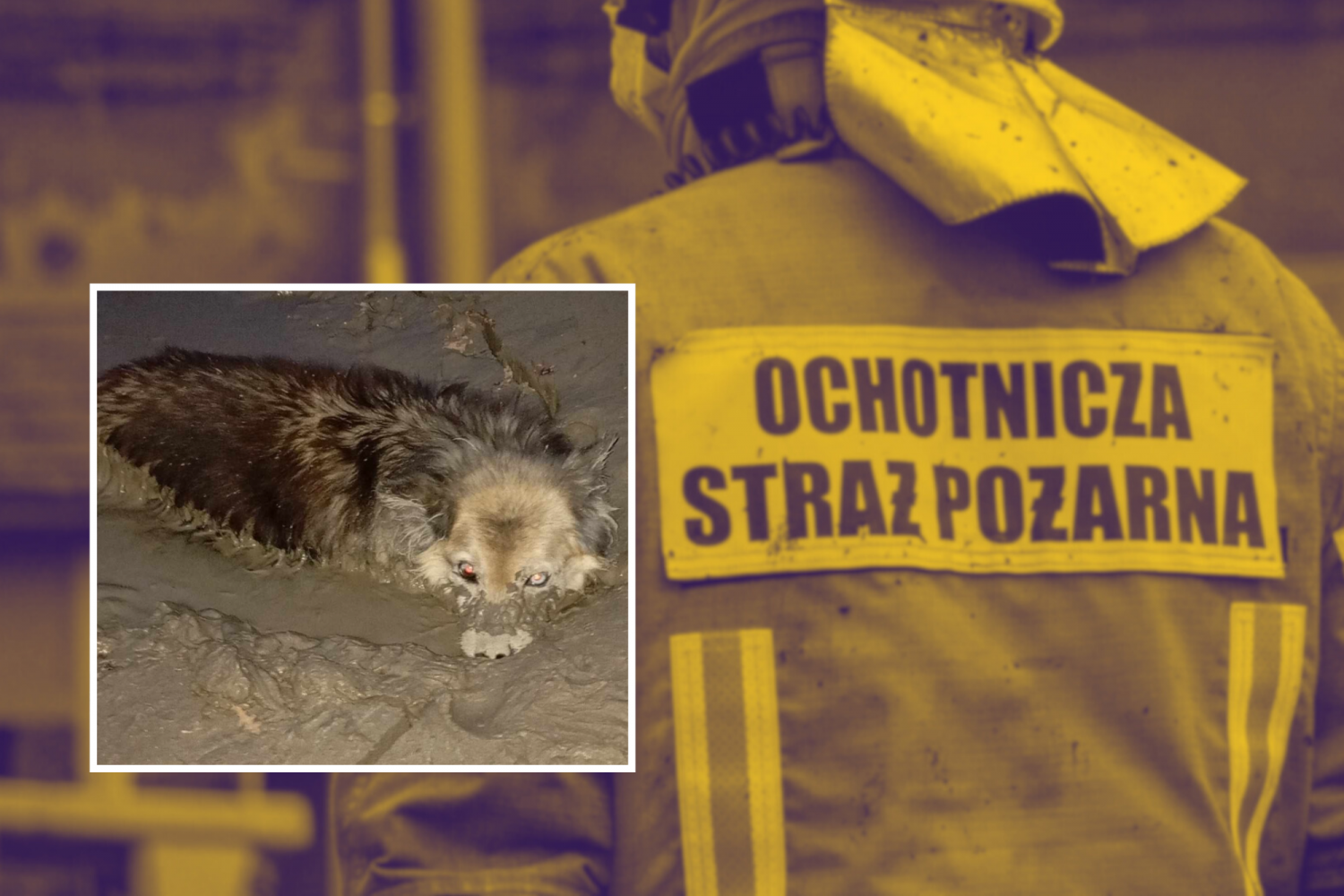 Pies utknął w zbiorniku z wodą i gliną Strażacy uratowali psa w niebezpieczeństwie