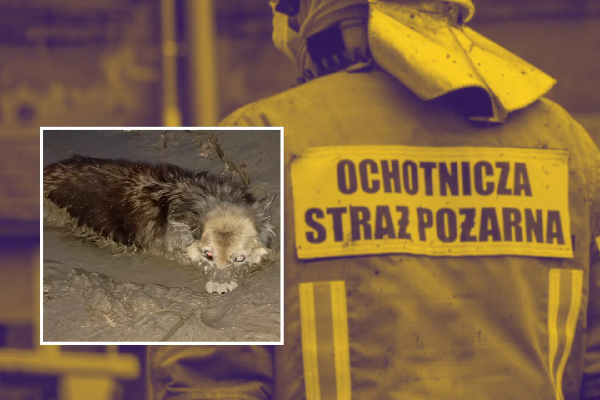 Pies utknął w zbiorniku z wodą i gliną Strażacy uratowali psa w niebezpieczeństwie