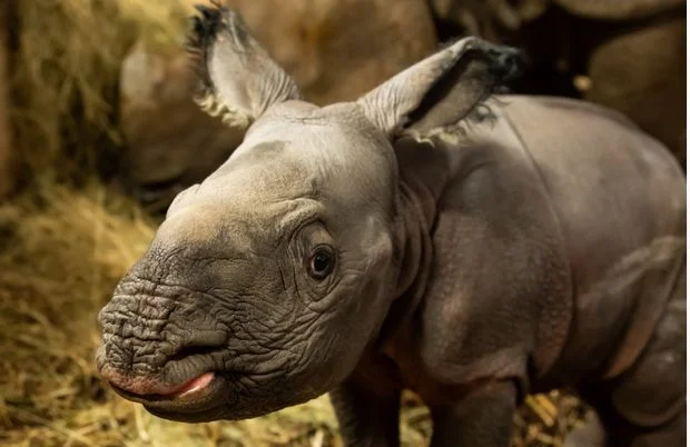 Nosorożec urodził się we wrocławskim ZOO. Sensacyjne narodziny [FOTOGRAFIE]