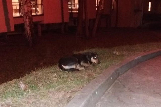 Pies czeka na właścicielkę. Pojawiły się informacje, że kobieta nie żyje…