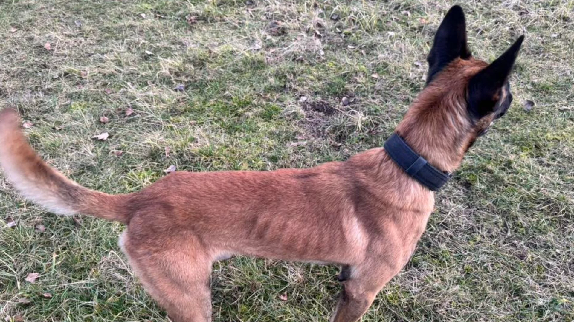 Burza wokół zdjęć policyjnego psa. Internauci ostro zareagowali na widok Tasmana, policja wydała oświadczenie.