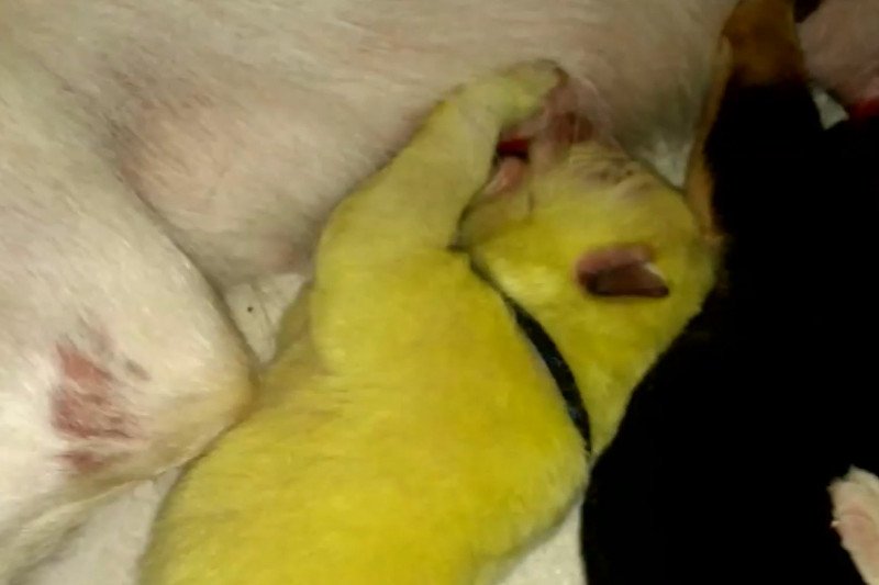 Zielony szczeniak z czasem zblaknie i będzie niemal biały. Póki co jednak przykuwa uwagę.