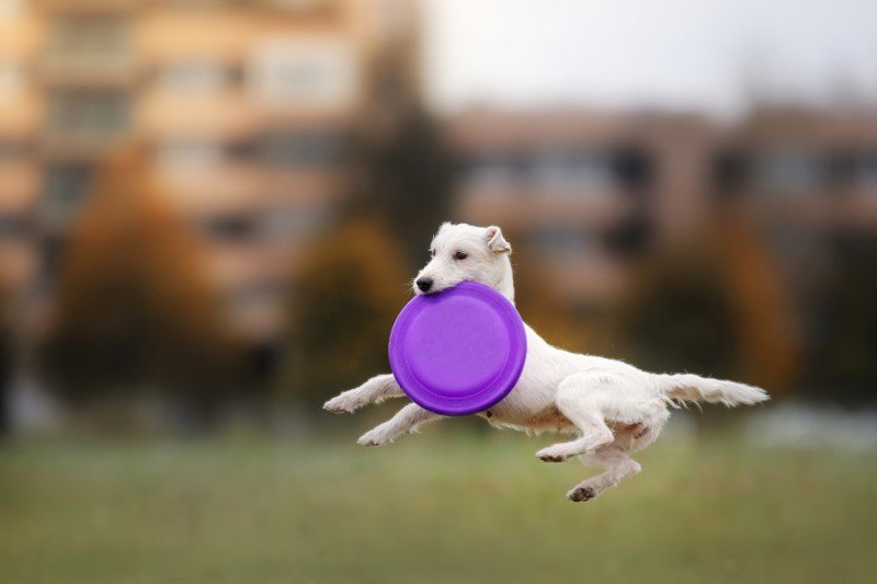 Jak nauczyć psa łapać frisbee?