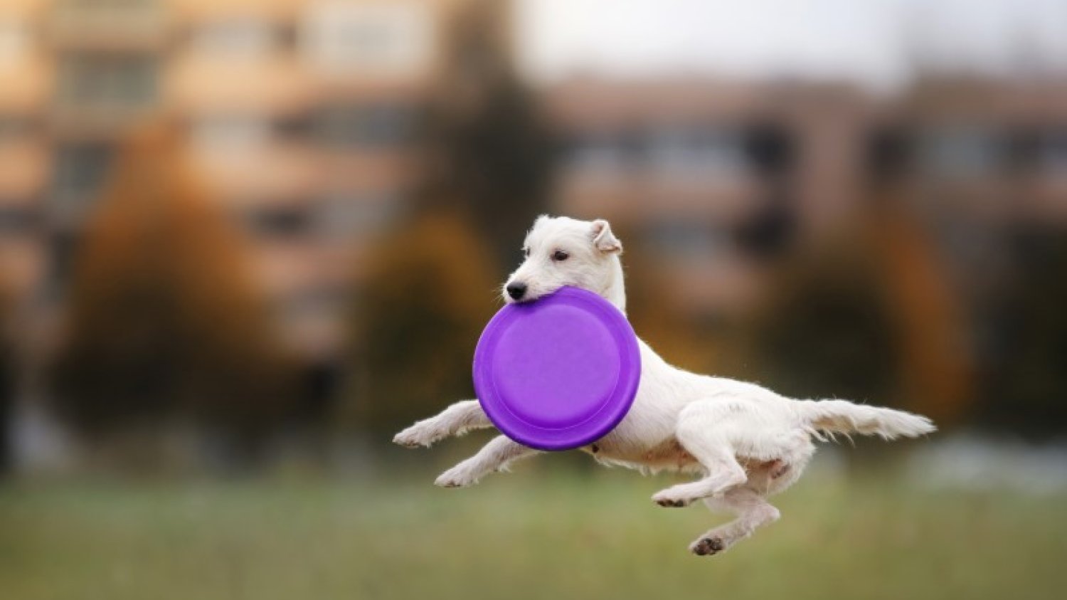Jak nauczyć psa łapać frisbee?