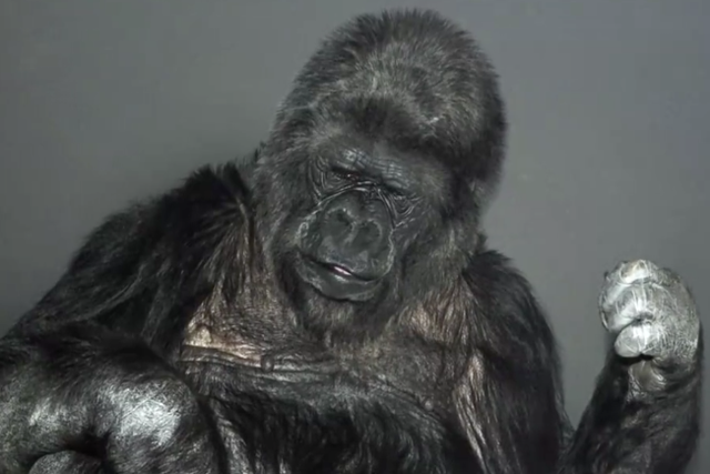 Gorylica Koko prosi o naprawienie świata