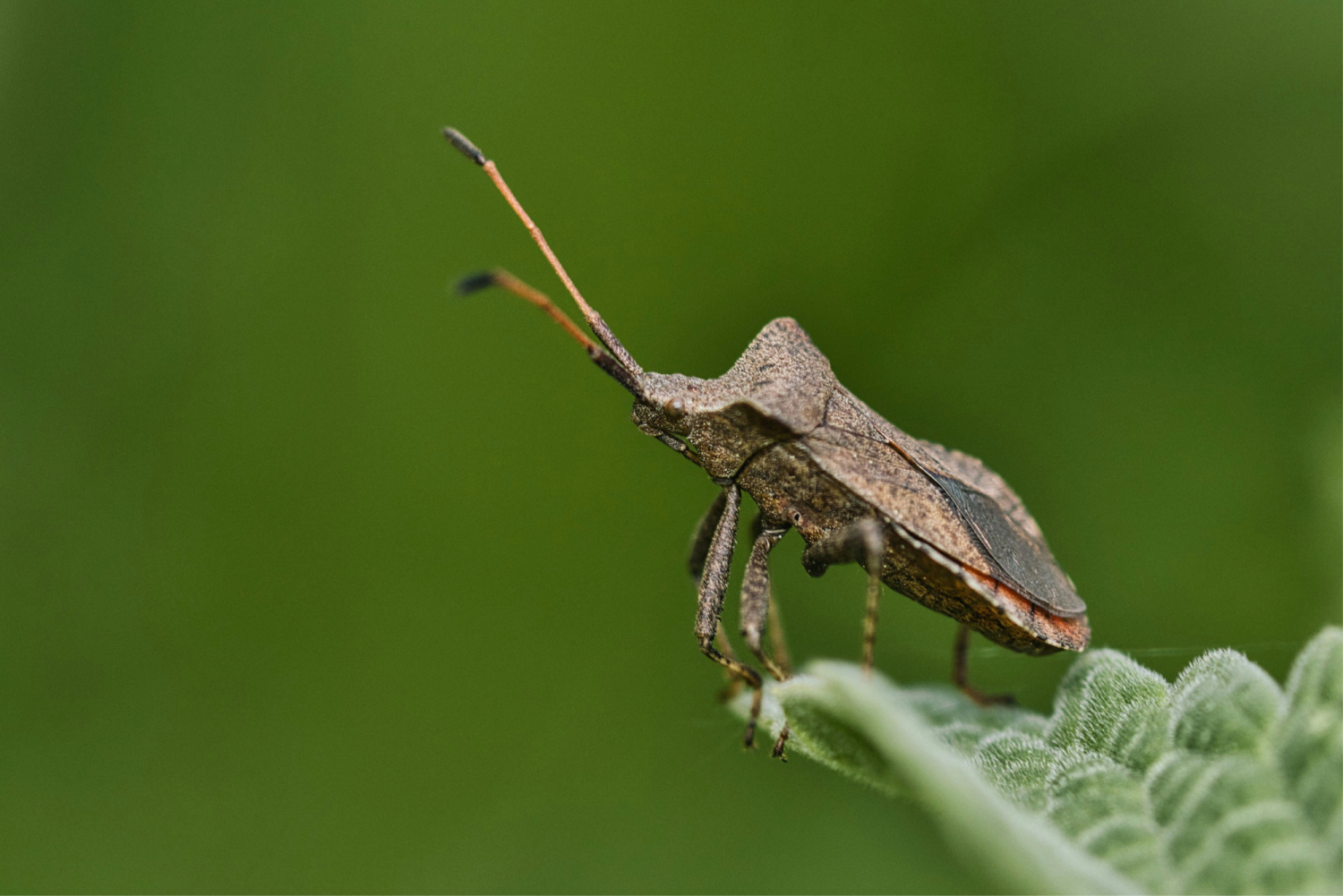 Wtyk amerykański na liściu