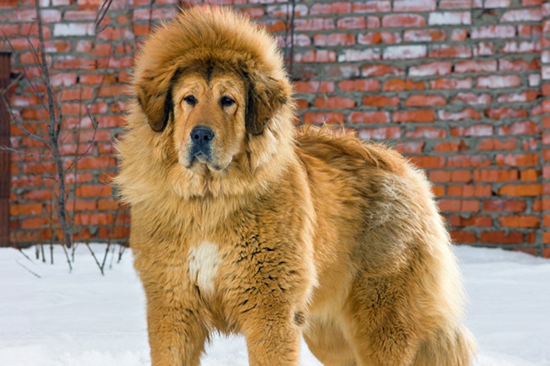 [url=http://tinyurl.com/ozc3cjg]Mastiff Tybetański[/url] udający lwa