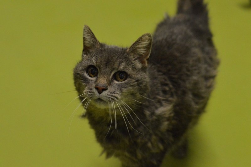 Firma Oppo i jej nowa kampania Look for the Good pokazują dobre strony roku 2020. W ramach tego cyklu przypominamy niesamowita historię Libby, kotki z Holandii, która po 15 latach wróciła do właścicieli