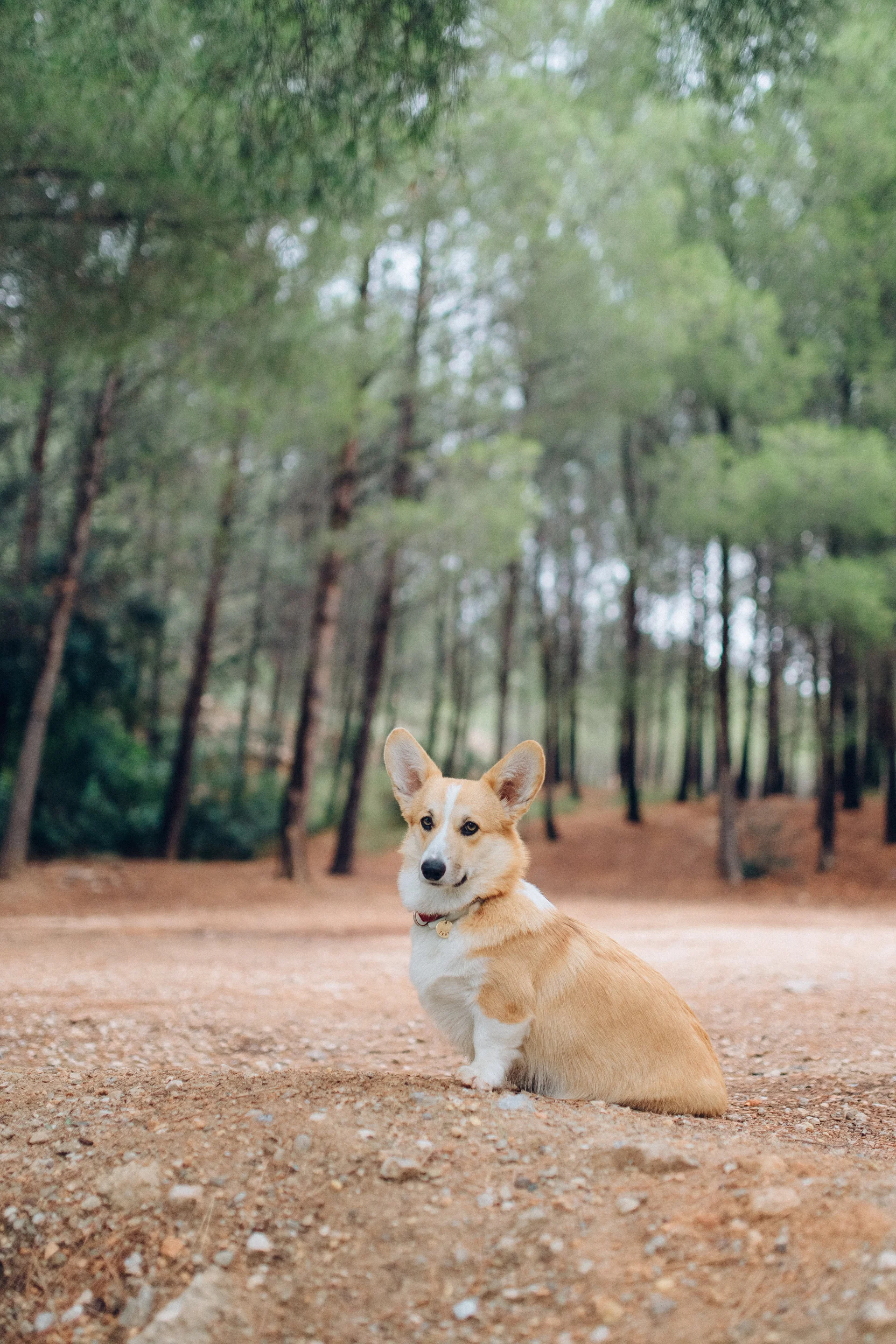 Pembroke Welsh Corgi Pembroke Welsh Corgi