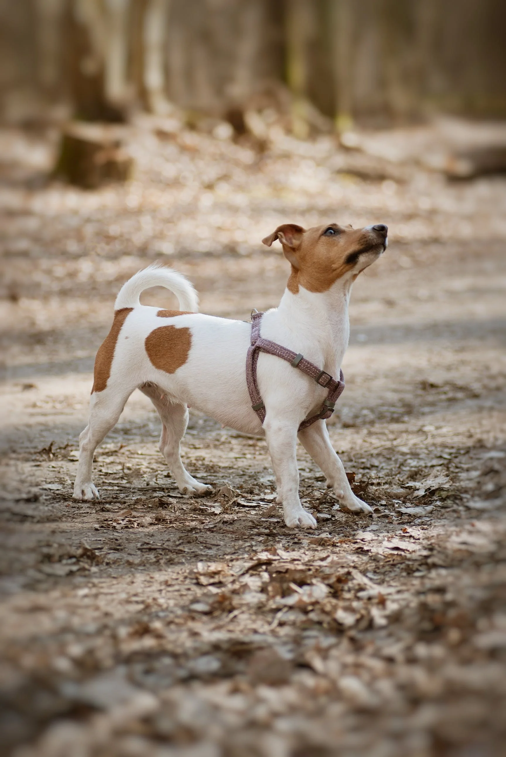 Jack Russell Terrier