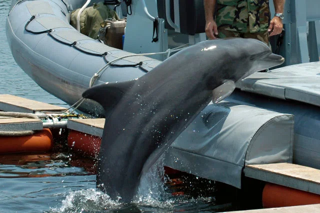 Delfin wykorzystywany przez armię Stanów Zjednoczonych