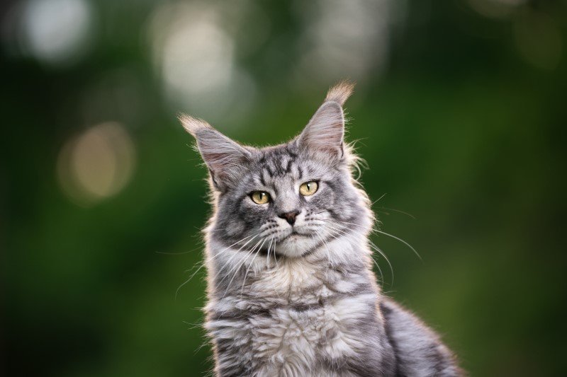 11 zdumiewających faktów o kocich uszach