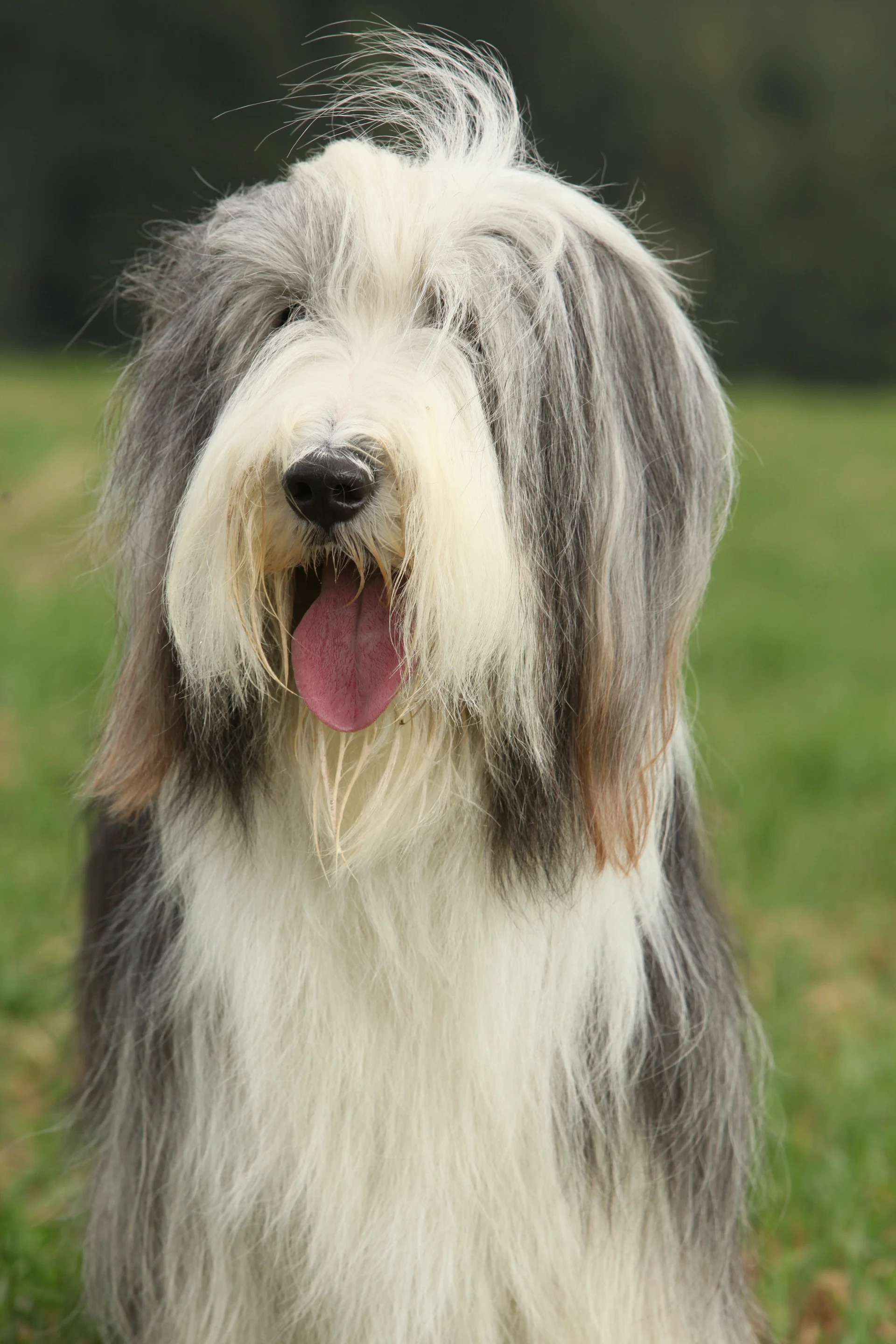 Bearded collie Bearded collie