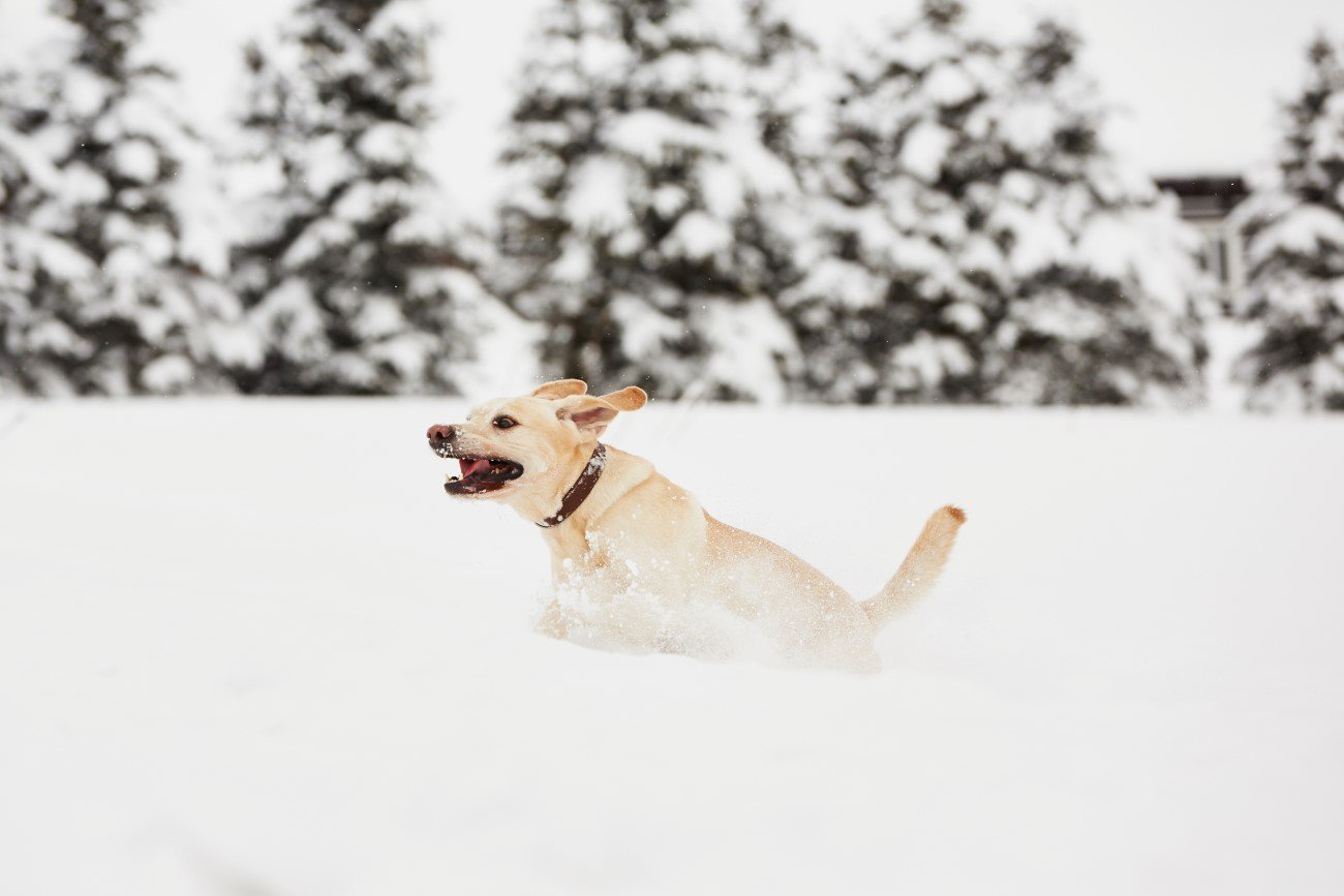Wiele psów na widok śniegu dostaje głupawki