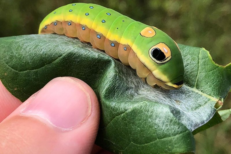 Zoo Łódź opublikowało nagranie uroczych gąsiennic.
