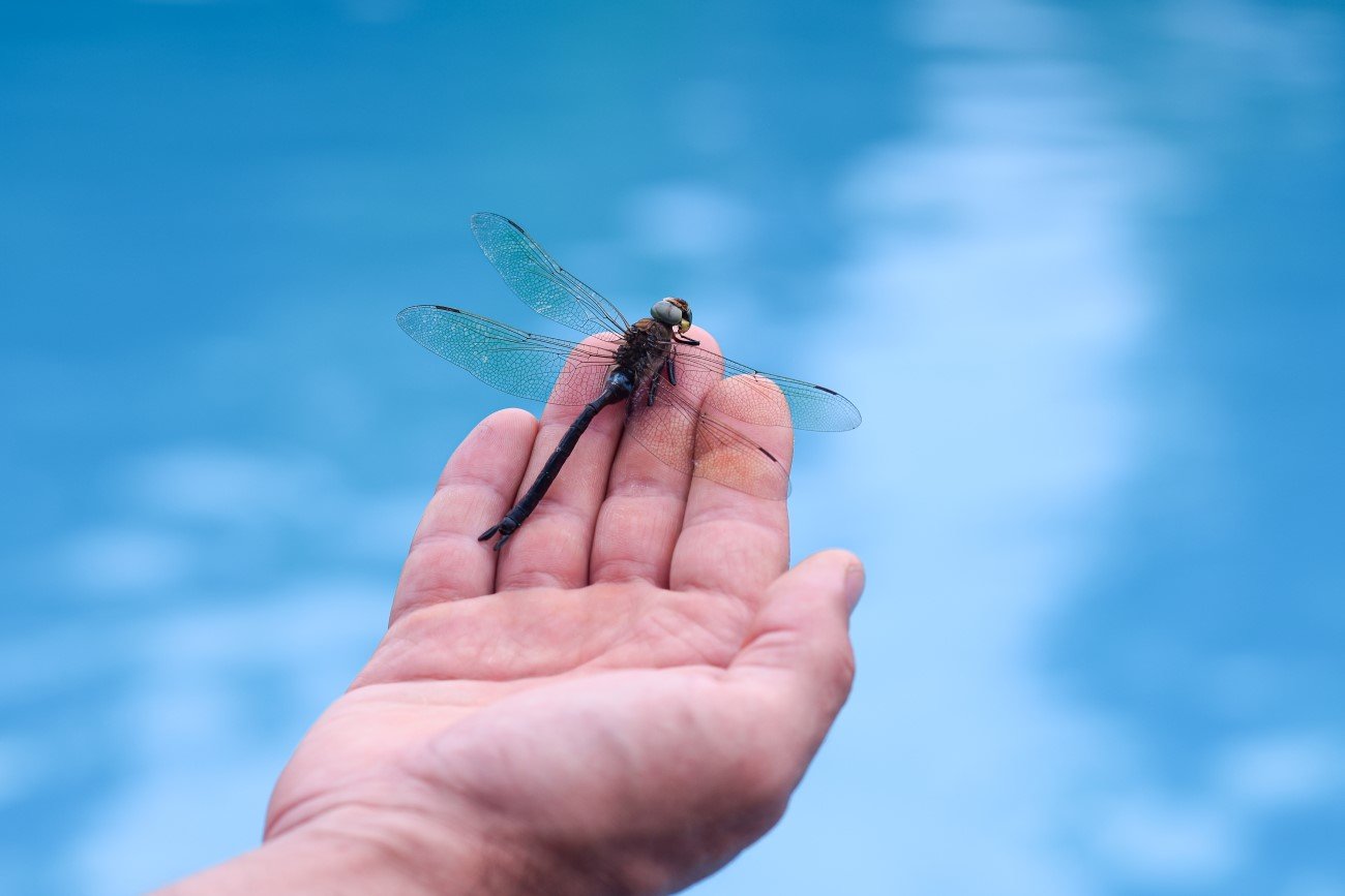 Niektóre ważki żyją tylko 7 dni