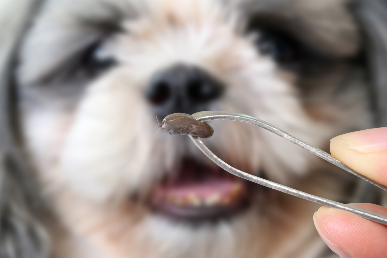 Jak usunąć kleszcza u psa i kota? Kleszcz wyjęty z psa