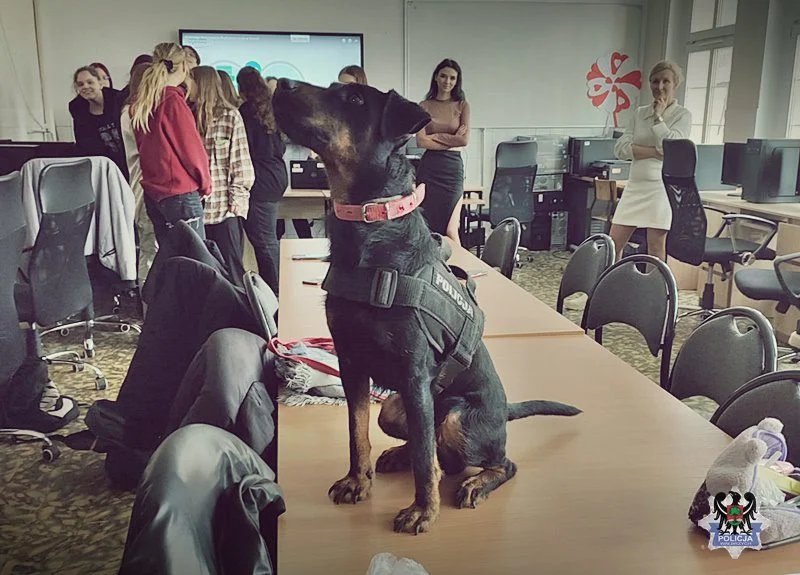 Jagdterrier (niemiecki terier myśliwski) w polskiej policji Jagdterrier (niemiecki terier myśliwski) w polskiej policji