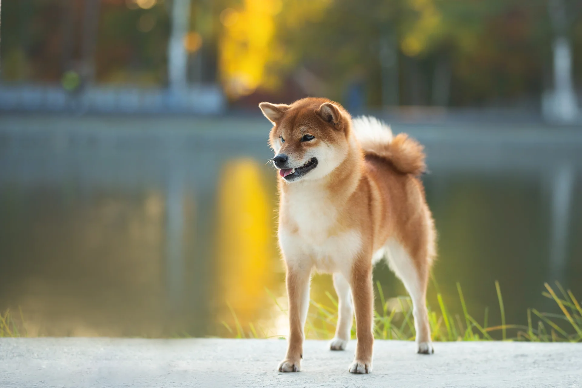 Shiba Inu