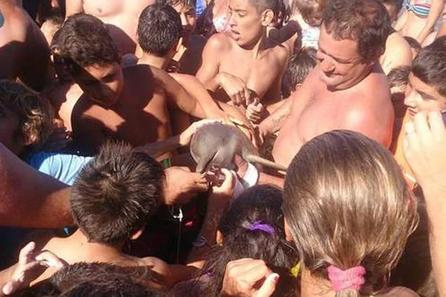 Plażowicze zagłaskali delfina na śmierć
