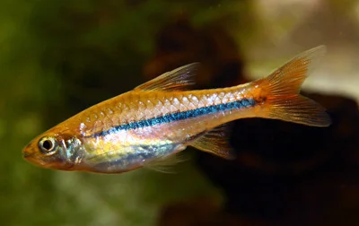 Rasbora sarawakensis Rasbora sarawakensis