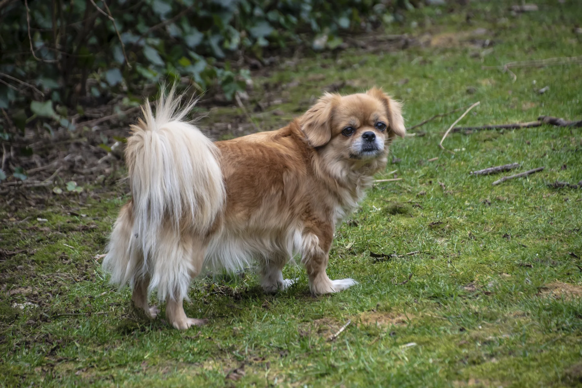 Spaniel tybetański