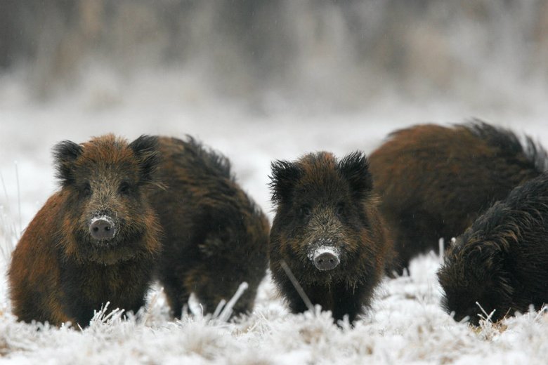 PZŁ I NRŁ nie zgadzają się na masowy odstrzał dzików.