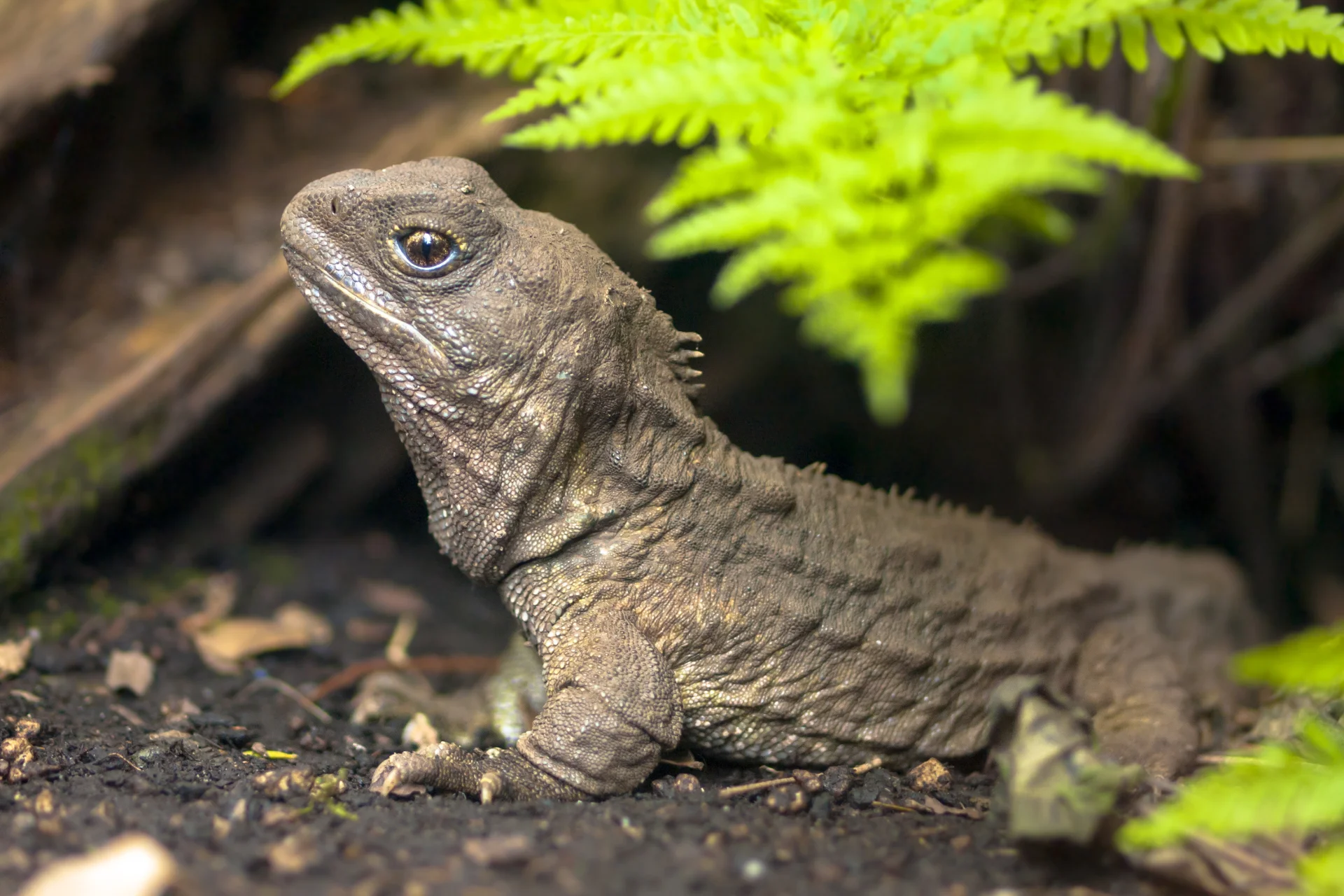 Tuatara - żywa skamieniałość Tuatara