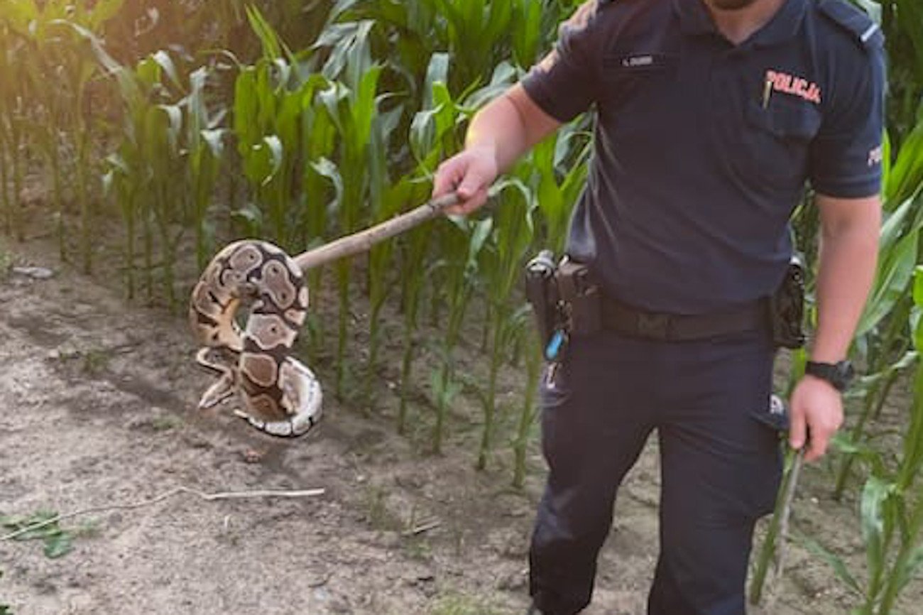 Pod Łukowem znaleziono pytona królewskiego.