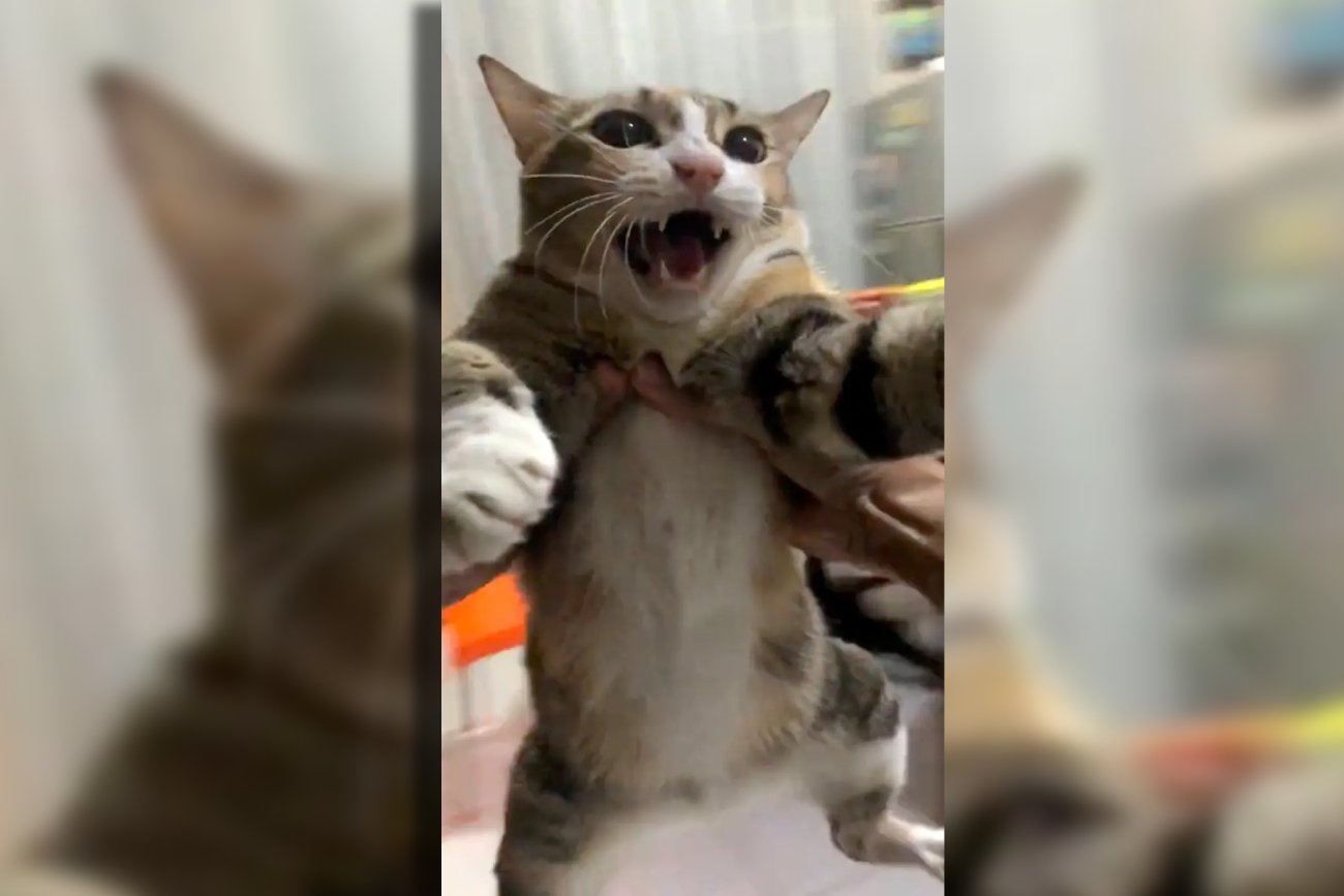 Na TikToku koty są męczone dla lajków