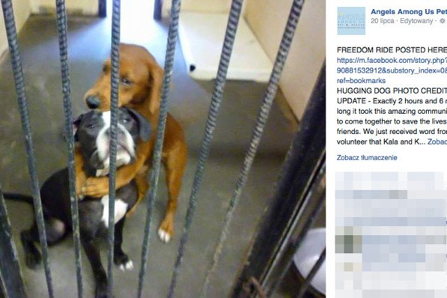 Kala i Keira zostały uratowane po opublikowaniu na Facebooku tego zdjęcia
