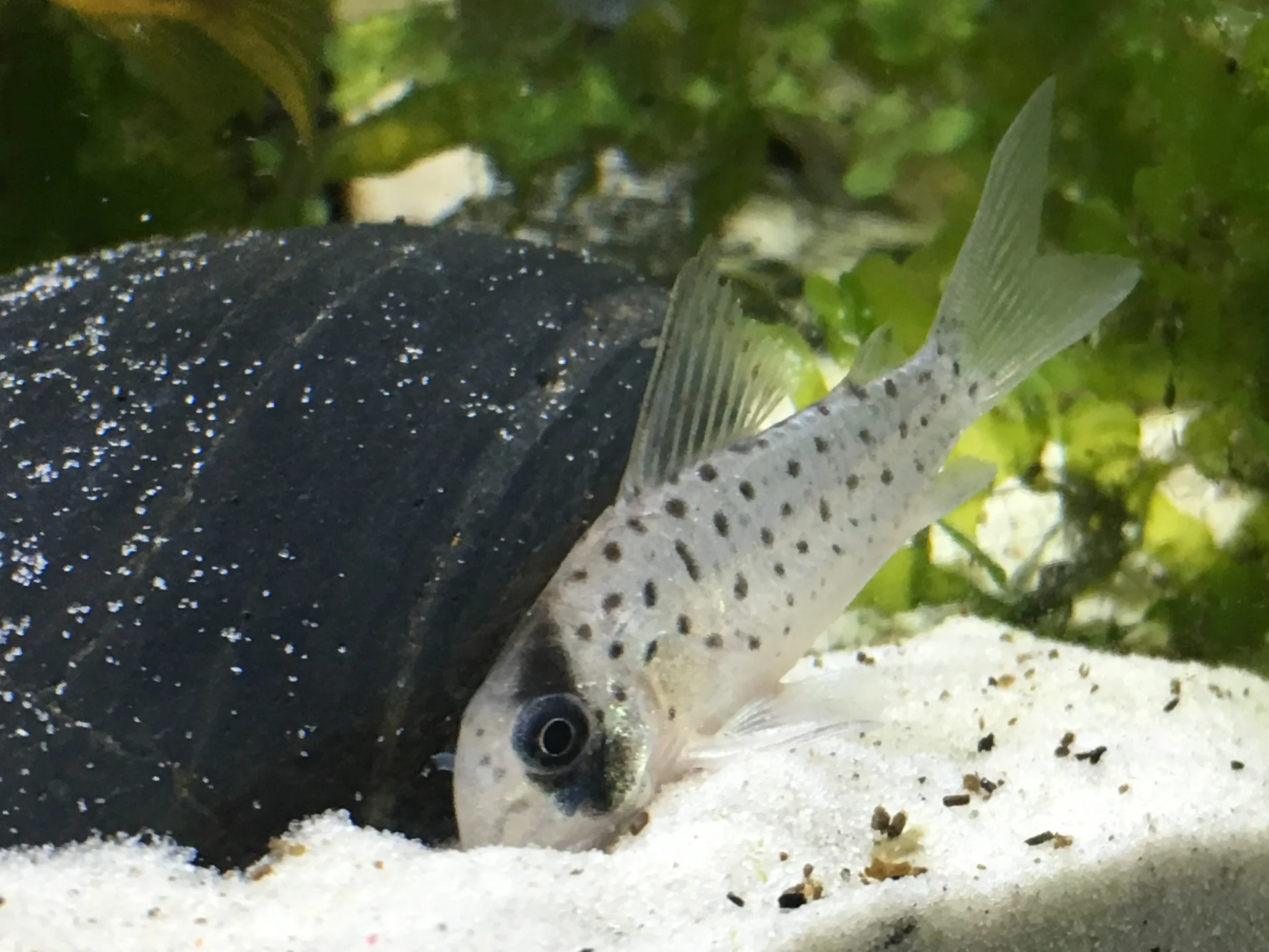 Corydoras Corydoras
