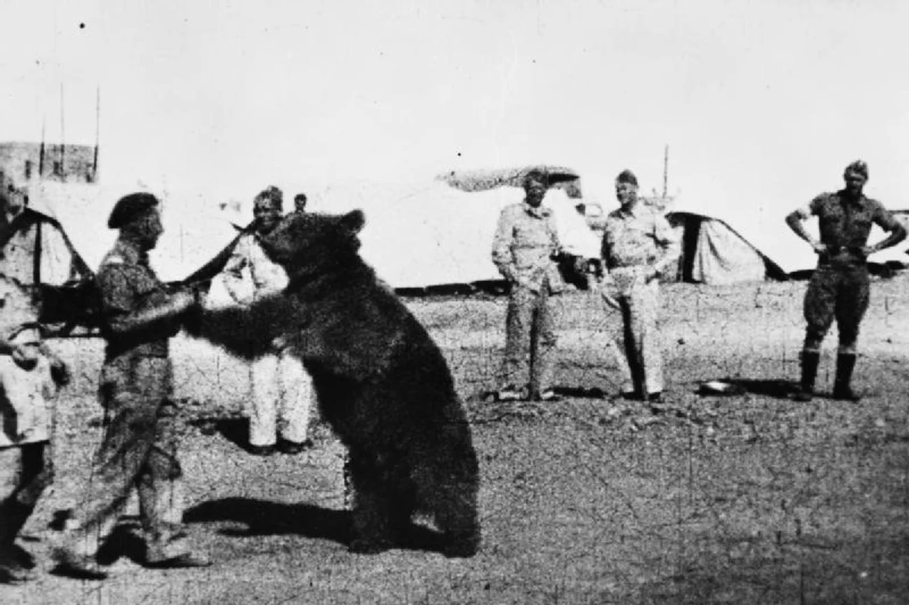 Niedźwiedź Wojtek bawi się z żołnierzami