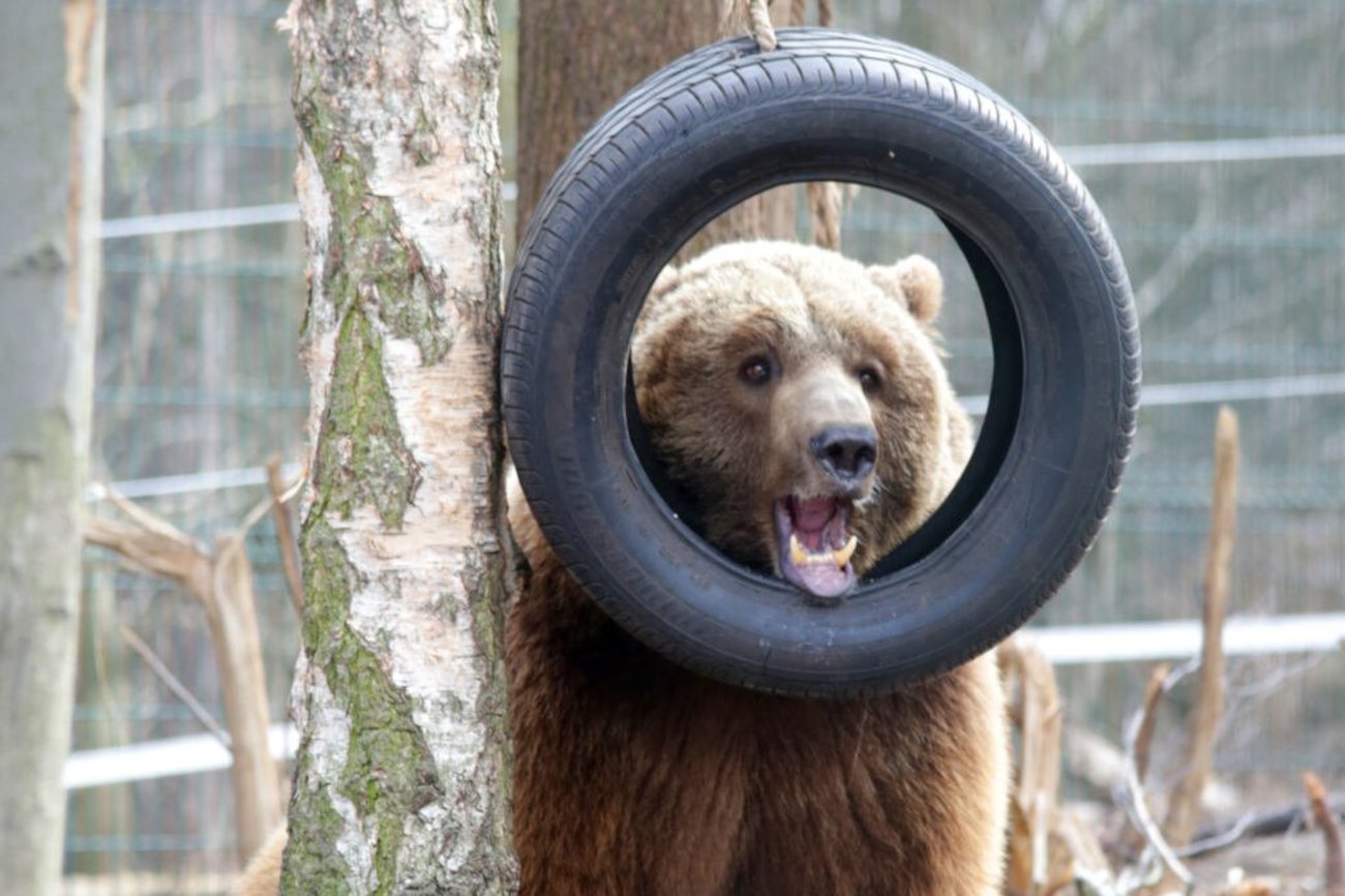 Niedźwiedź Baloo na swoim wybiegu w poznańskim zoo.