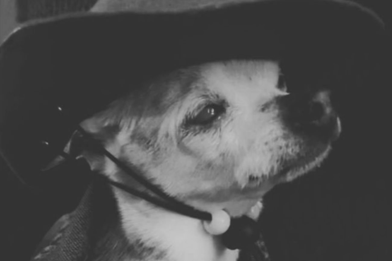 Nie żyje najstarszy pies świata.